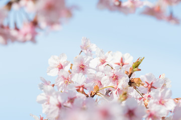 桜と新芽