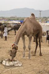 camel in feed