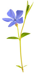 Fototapeta na wymiar Blue spring flower