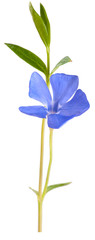 Blue spring flower_5