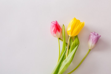 Beautiful flowers on a white background