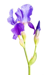 Foto auf Acrylglas Iris Irisblume_4