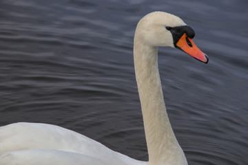 Schwan, Wassertropfen,  wet Swan in Berlin