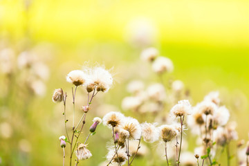 Fototapeta premium Thistle withered flowers in nice light