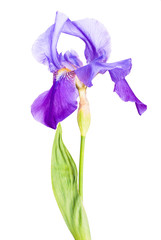 Iris flower_6
