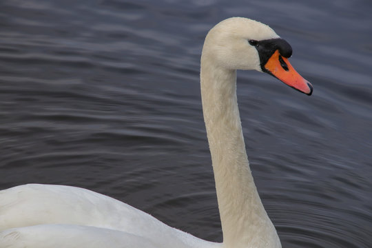 Schwan, Wassertropfen,  wet Swan in Berlin