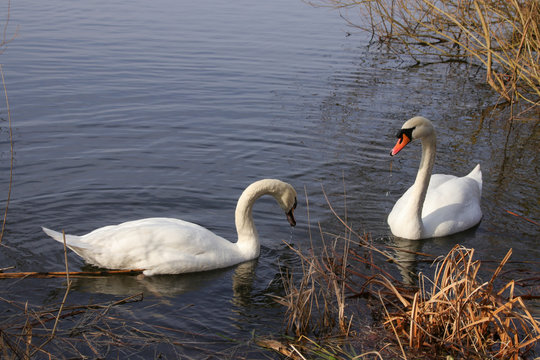 Schwäne, See, Schwanenpaar in Malchower See, Berlin