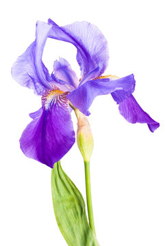 Iris flower_5