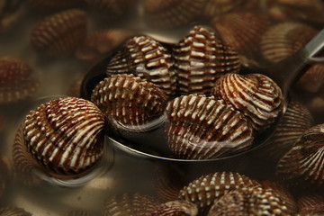 Soft-boiled blood cockles shell  served with spicy sauce.