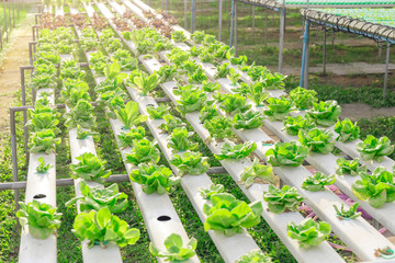 Hydroponics green vegetable farm - 140605119