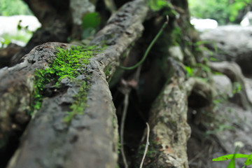 Nature