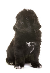 puppy newfoundland dog