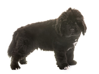 puppy newfoundland dog