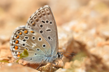 Common Blue or Polyommatus icarus, Small blue butterfly on the ground, natural habitat