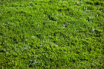 Close-up of grass