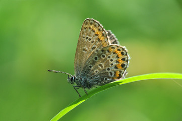 Plebejus argus, Silver Studded Blue Butterfly resting on grass in meadow