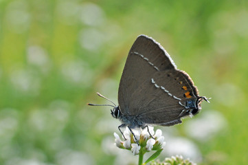 Fototapeta na wymiar Satyrium spini, Blue Spot Hairstreak butterfly - Lycaenidae family, Background with butterfly on wildflowers