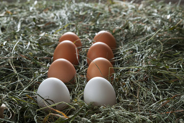 Fresh chicken brown eggs on hay, eco farming background