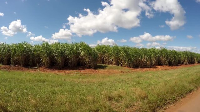Sugar cane plantation (Saccharum officinarum) from the moving car. Cuba