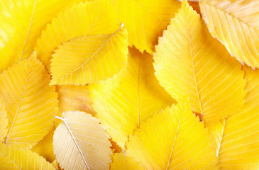 Yellow elm leaves background