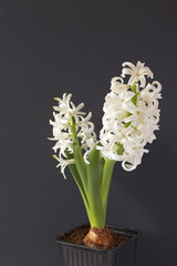 White hyacinth flower on the black wooden background