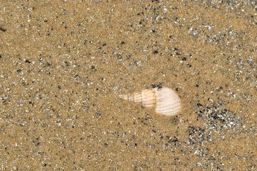 Seashell buried in wet sand