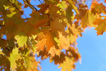 Naklejka na ściany i meble Branches of beautiful autumn maple
