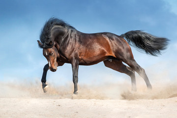 Bay stallion with long mane run in dust against blue sky