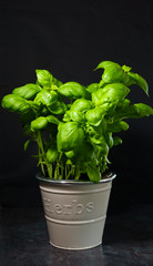 Closeup of a young basil plant in gray in metal plant pot on black background.