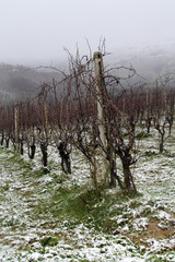 Filari di viti