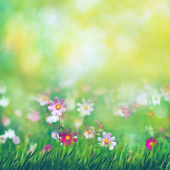 Beauty summer meadow with blooming flowers, seasonal abstract backgrounds