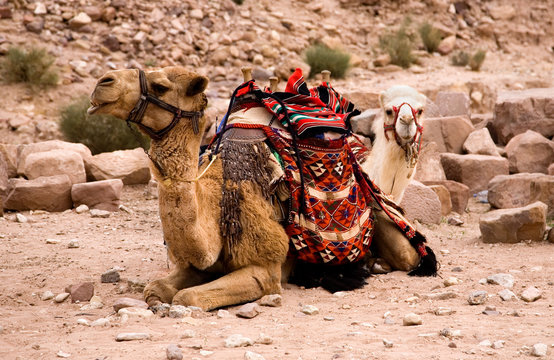 Two camels in desert