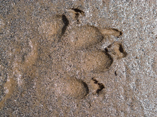 Paw print in wet sand