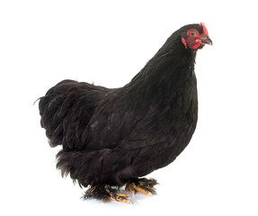 black pekin chicken