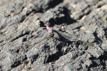 Travel to National Park Khao Yai, Thailand. The pink dragonfly with transparent wings on the black stones.