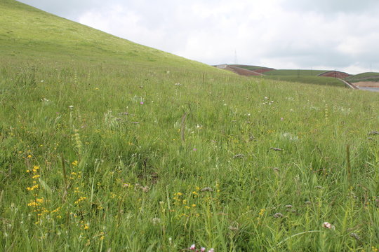 Amdo Tibet Tibetan Grassland Grasslands Landscape China Qinghai Green Grass Mountain Mountains Hill Hills Blue Sky White Cloud Clouds Rural Rustic Grazing Graze Nomad Nomadic Asia Asian