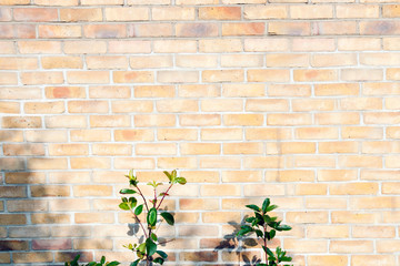 Plant on a  brick wall