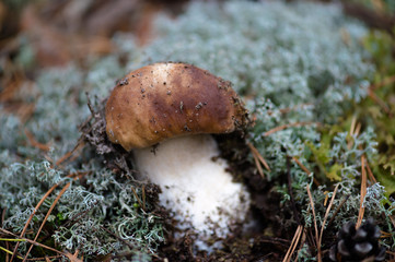 edible white mushroom closeup in moss
