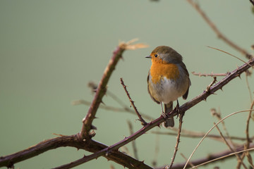 European Robin