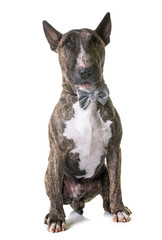 brown bull terrier