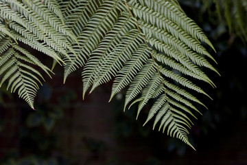 Fern Leaves