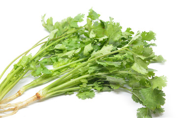 Fresh coriander bunch