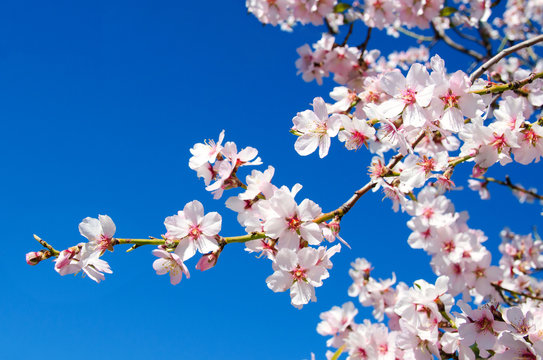 Beautiful blooming almond tree with flowers in full bloom in Santiago del Teide, Tenerife, Canarias Islands,Spain. Concept for Spring.