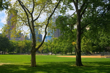 Fototapeta na wymiar Two trees standing on a grass lawn in Central Park on manhattan