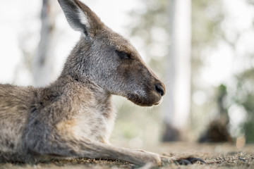 Australian kangaroo outdoors during the daytime.