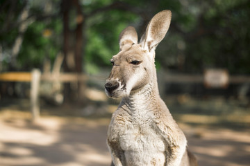Australian kangaroo outdoors during the daytime.