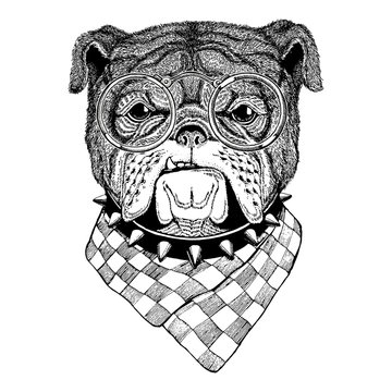 Bulldog Image for tattoo, logo, emblem, badge design