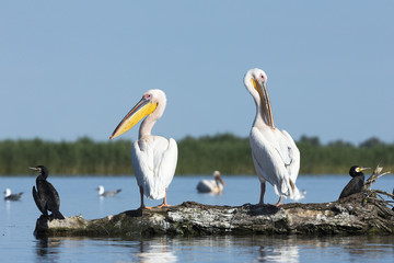 great white pelicans with great black cormorants 