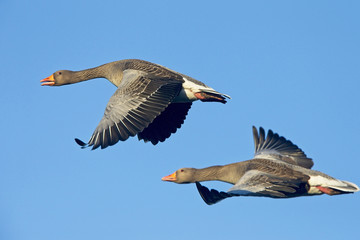 Greylag Geese (Anser anser), two in flight, Gloucestershire, England, UK.