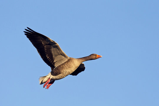 Greylag Goose (Anser anser), in flight, Gloucestershire, England, UK.